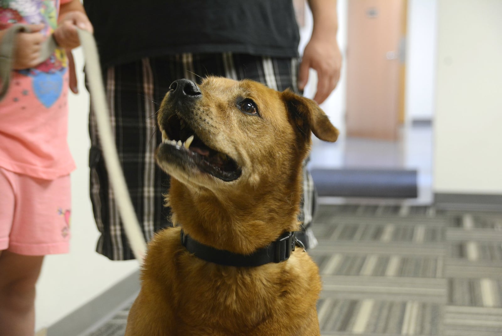 Conrad, a 9-year-old Golden Retriever, Labrador and Ridgeback mix, was found stuck along a creekbed in Fairfield. MICHAEL D. PITMAN/STAFF