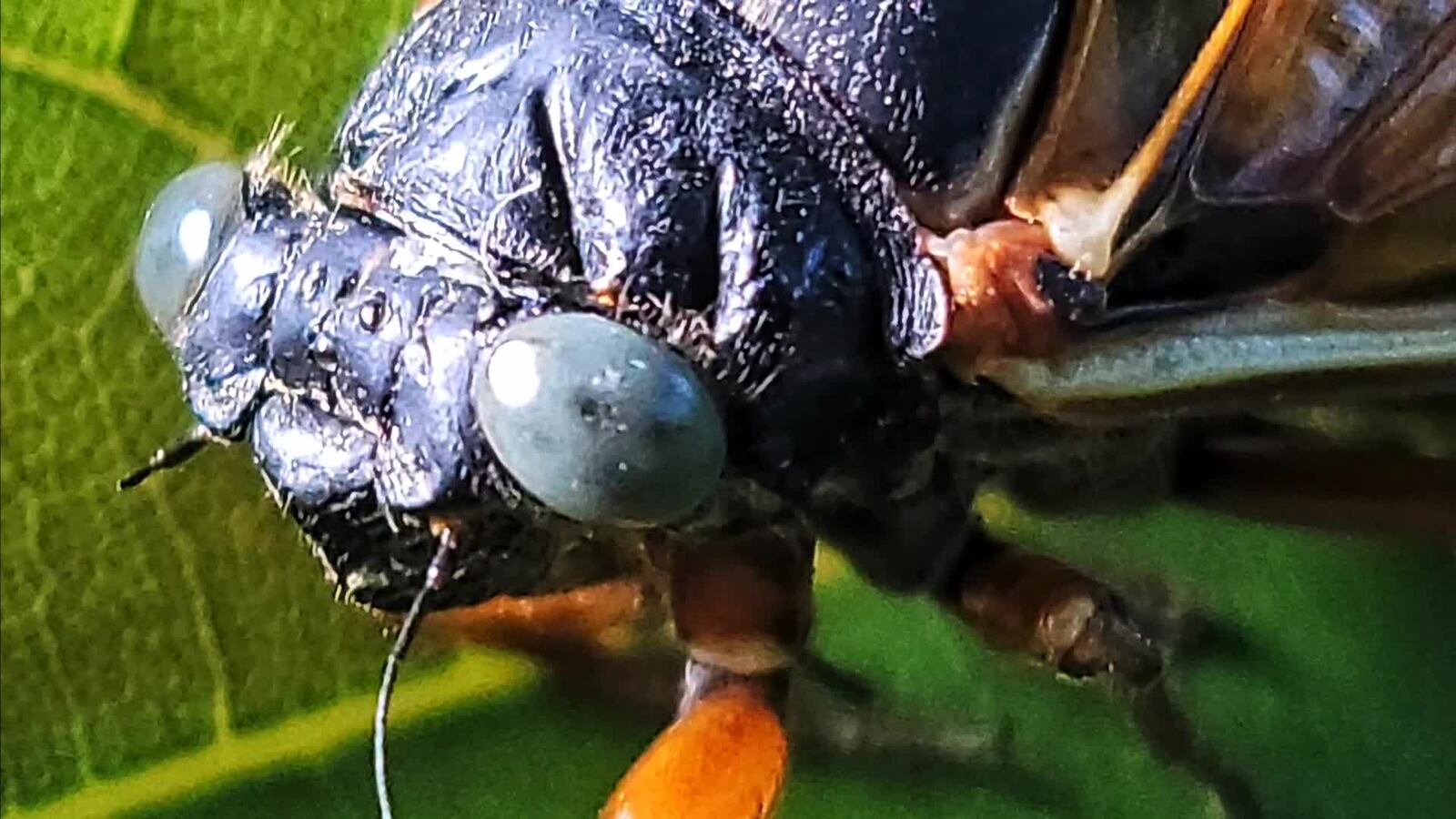 Rare blue-eyed cicada found on Butler Coumty farm