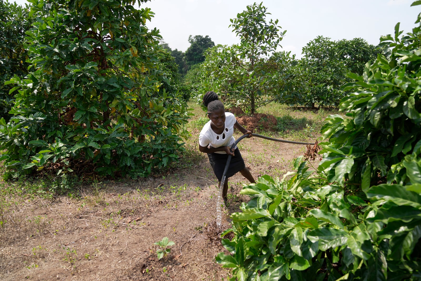 A worker waters excelsa seedlings near Nzara, South Sudan on Saturday, Feb. 15, 2025. (AP Photo/Brian Inganga)