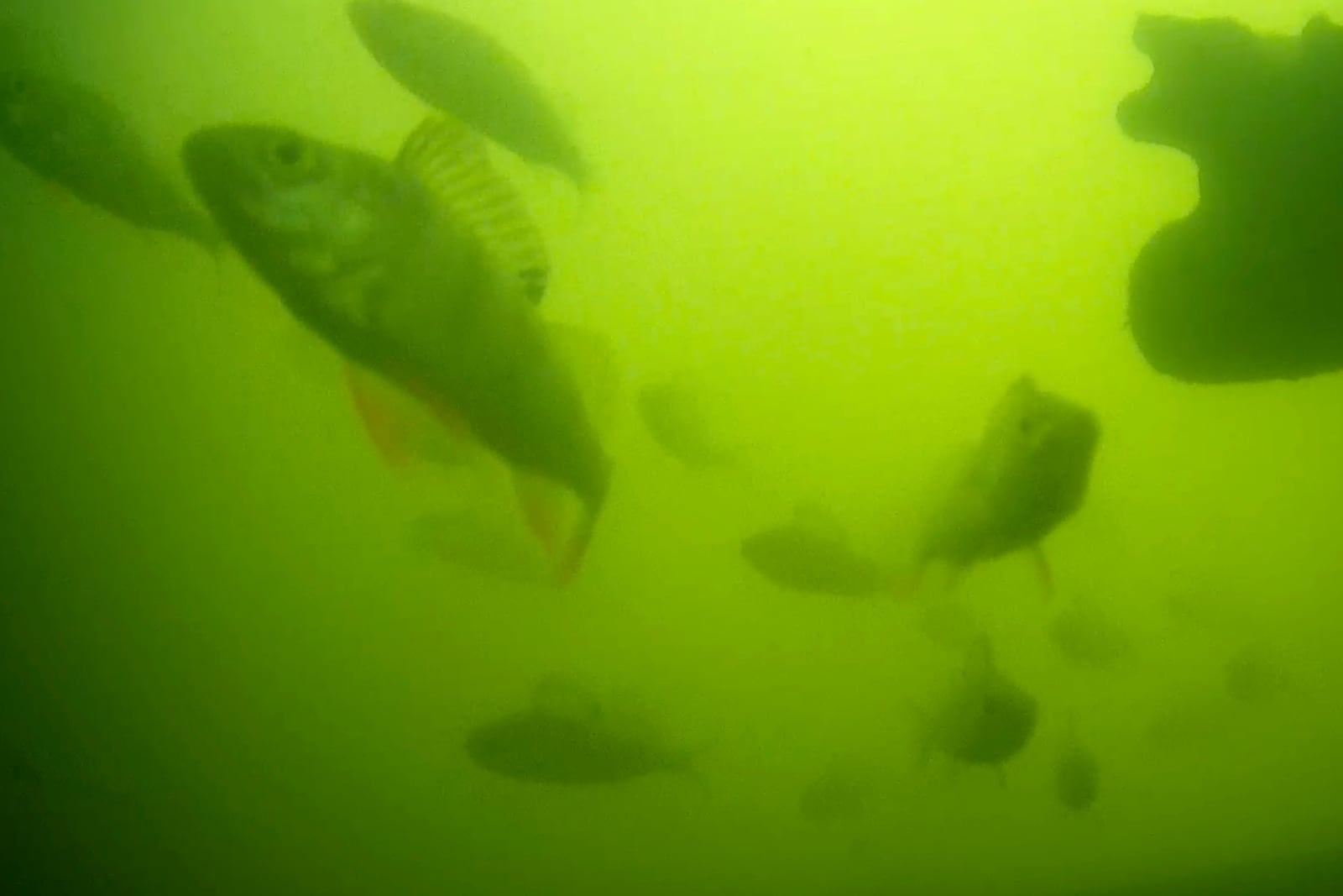 Undated photo of a school of fish, with a perch in the left corner, at a river lock in the central Dutch city of Utrecht, Netherlands, where a "fish doorbell" was installed that lets viewers of an online livestream alert authorities to fish being held up as they make their springtime migration to shallow spawning grounds. (Visdeurbel via AP)