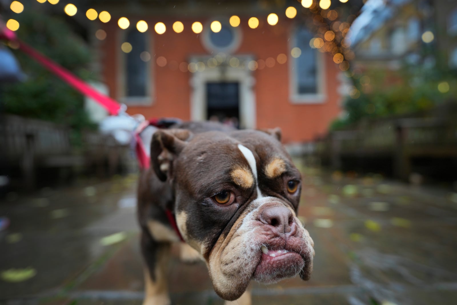 FILE - Rio, a bulldog from rescue charity Pro Dogs Direct, arrives at St Paul's Church in Covent Garden in London, Saturday, Nov. 18, 2023. (AP Photo/Kirsty Wigglesworth, file)