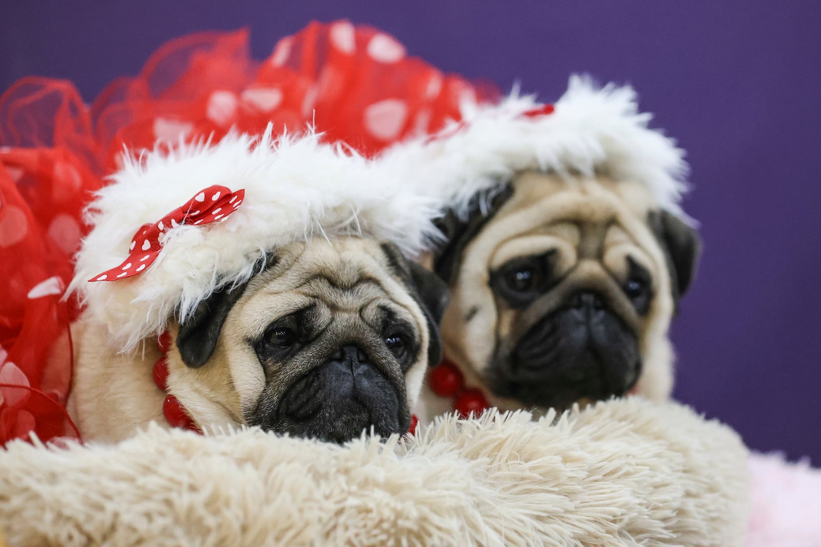 Pugs sit after being groomed in the benching area during the 149th Westminster Kennel Club Dog show, Monday, Feb. 10, 2025, in New York. (AP Photo/Heather Khalifa)