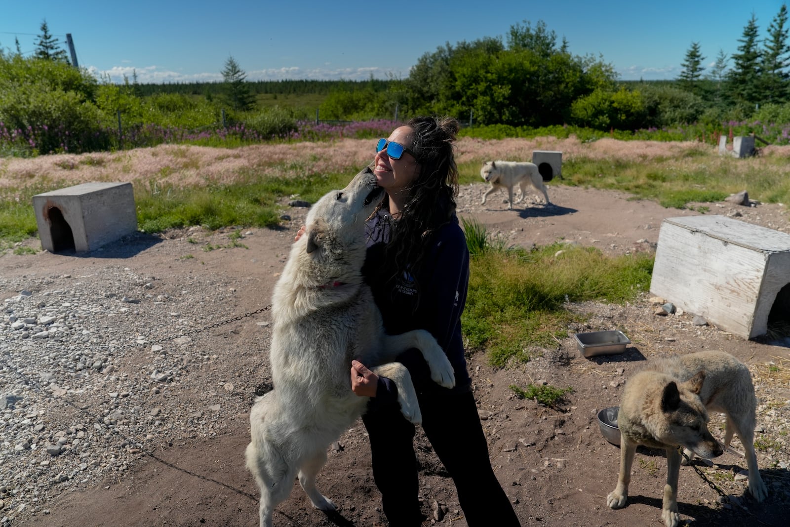 Erin Greene holds one of her rescued sled dogs, Thursday, Aug. 8, 2024, in Churchill, Manitoba. (AP Photo/Joshua A. Bickel)