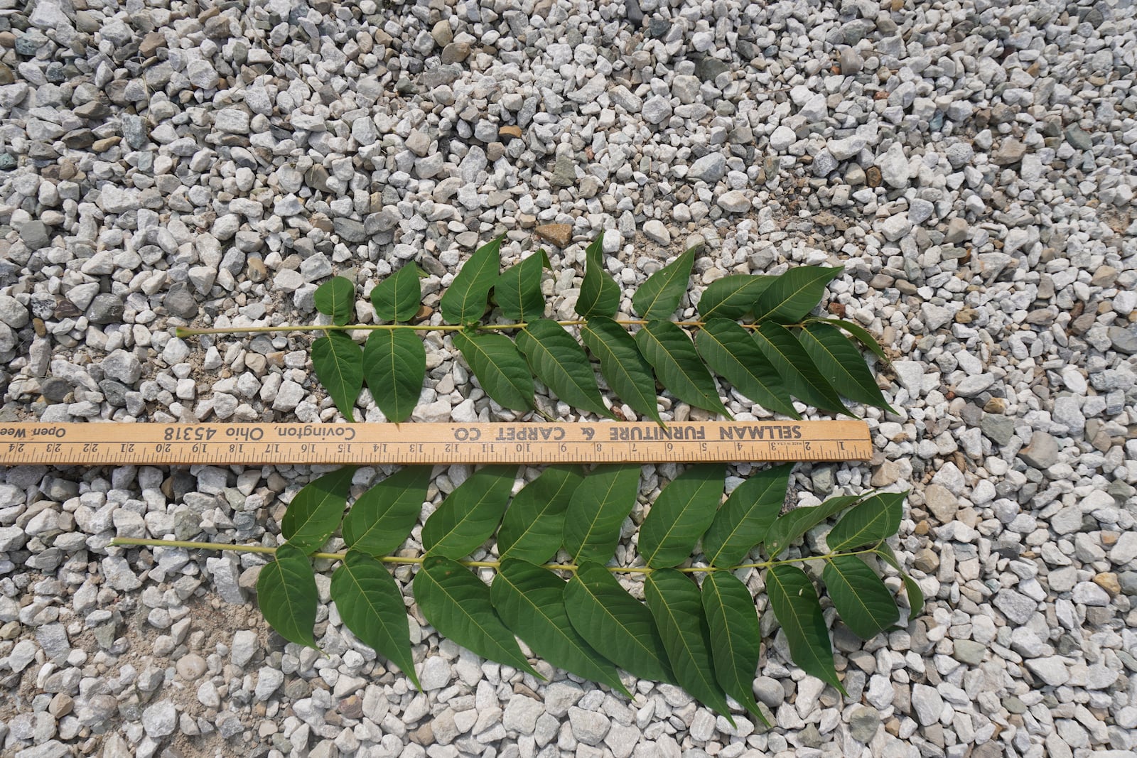 Tree-of-heaven has pinnately compound leaves, sometimes up to two feet or more in length. The photo contains two leaves. CONTRIBUTED