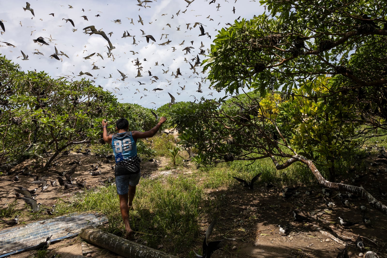 McCain Maximo runs back into the trees filled with bridled tern nests on the northern end of the sand bar on Helen Island, Palau, on July 17, 2024. (AP Photo/Yannick Peterhans)