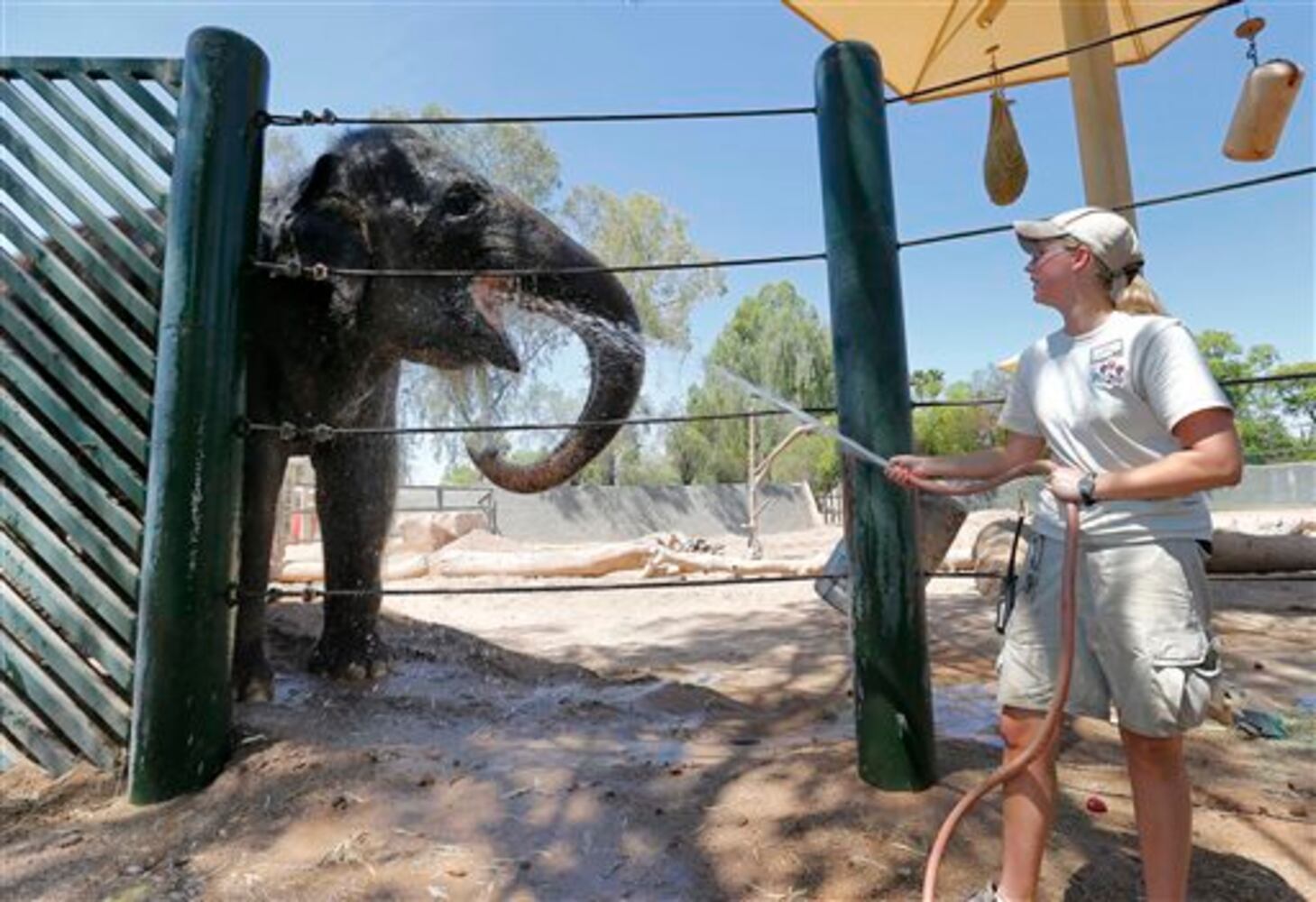 Beating the heat at the zoo