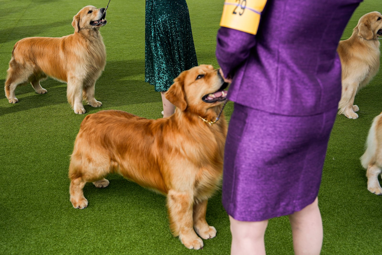 FILE- Golden retrievers compete in breed group judging at the 148th Westminster Kennel Club Dog show, Tuesday, May 14, 2024, in New York. (AP Photo/Julia Nikhinson, file)