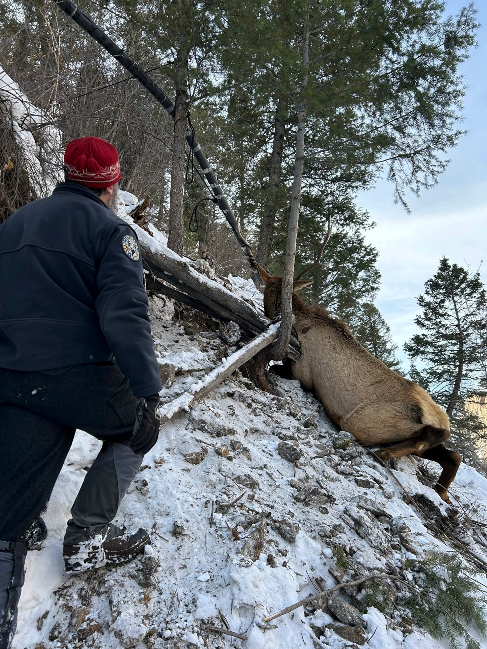 Wildlife officials and climbers rescue a bull elk after the animal became entangled in a rope at an ice climbing area in Lake City, southwestern Colorado, Friday, Jan. 3, 2025. (Colorado Parks and Wildlife via AP)