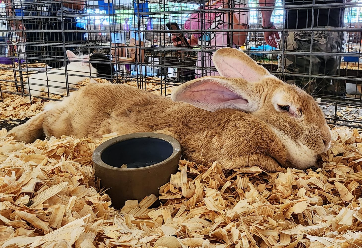 072424 Butler County Fair