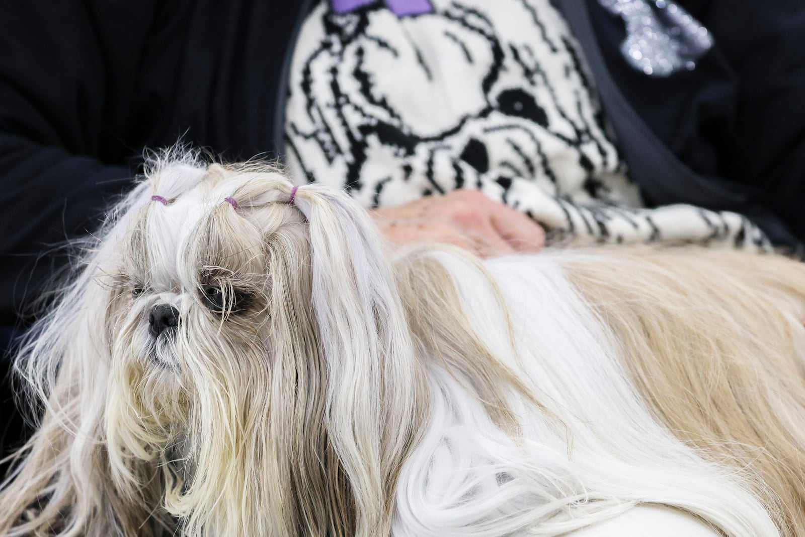 Judy Harding wears a sweater featuring a Shih Tzu while holding her dog Tova at the 149th Westminster Kennel Club Dog show, Saturday, Feb. 8, 2025, in New York. (AP Photo/Heather Khalifa)