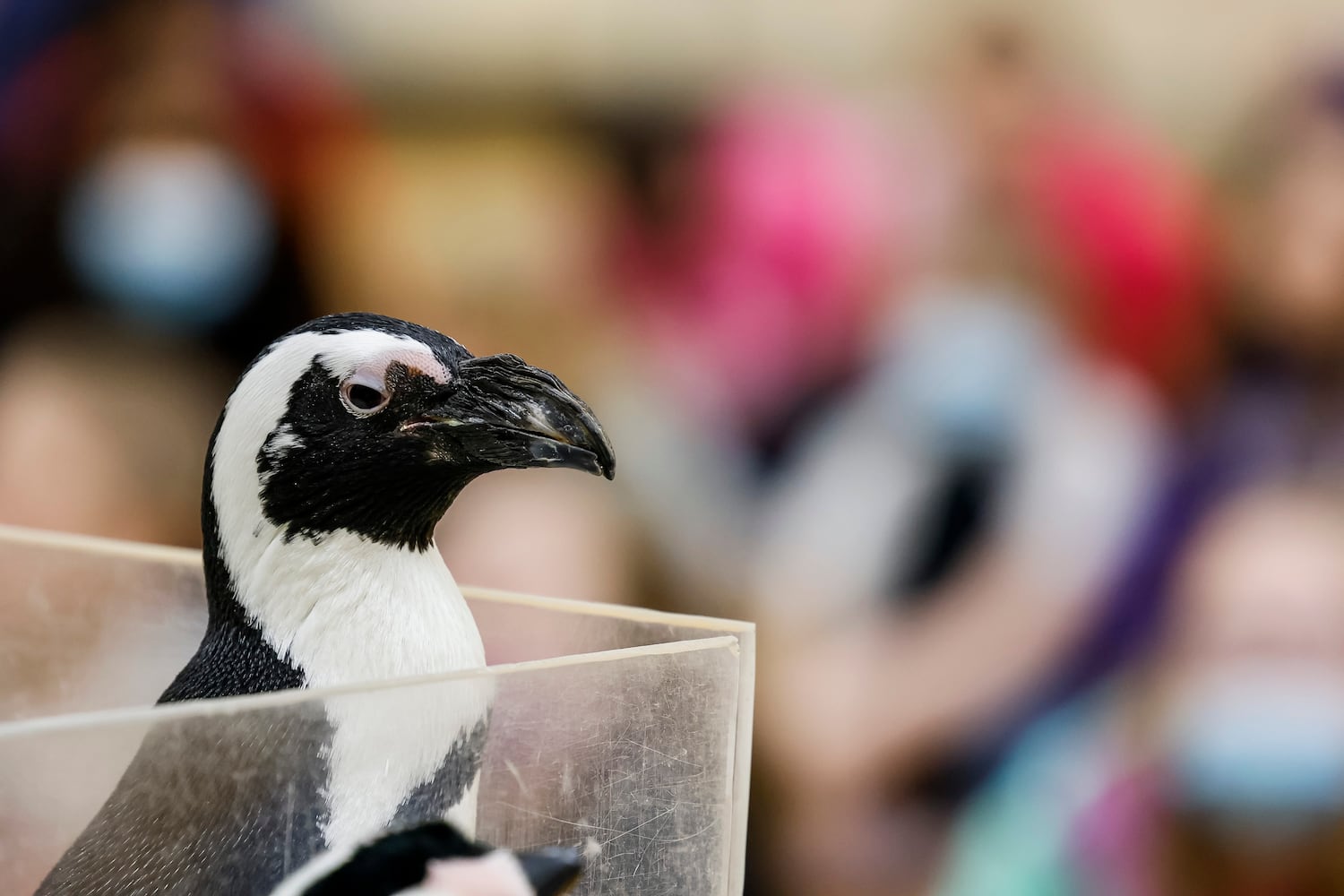 030122 penguin at Creekview elementary