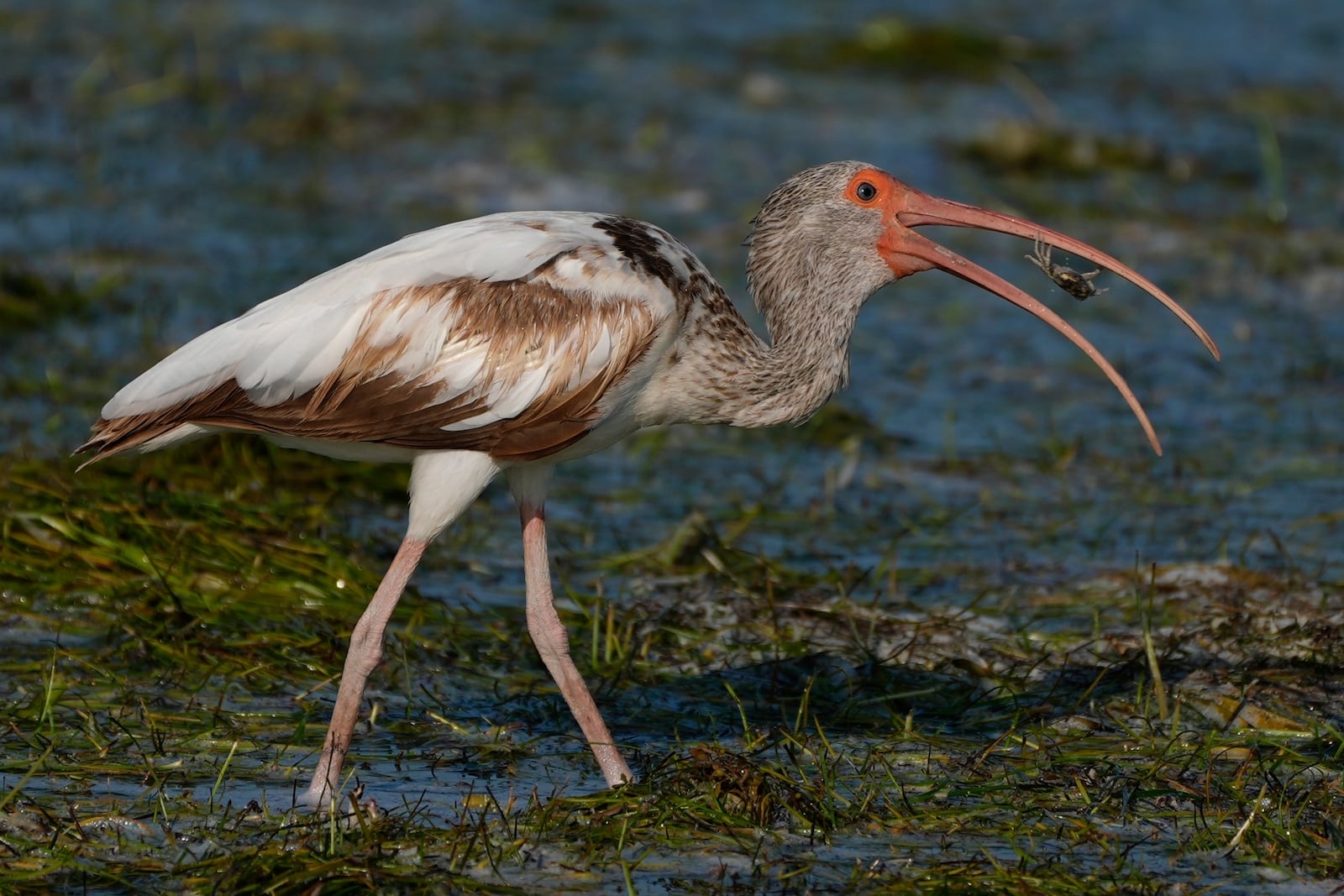 An immature white ibis eats a crab on the shore of Florida Bay, Saturday, May 18, 2024, in Everglades National Park, Fla. (AP Photo/Rebecca Blackwell)