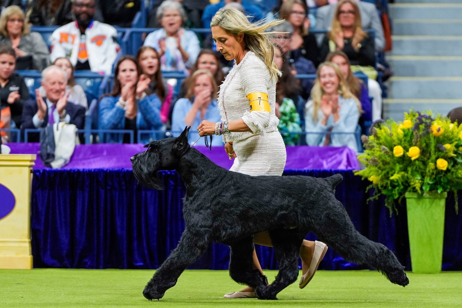 FILE — Monty, a giant schnauzer, takes part in the best in show competition at the 148th Westminster Kennel Club dog show, May 14, 2024, at the USTA Billie Jean King National Tennis Center in New York. (AP Photo/Julia Nikhinson, File)