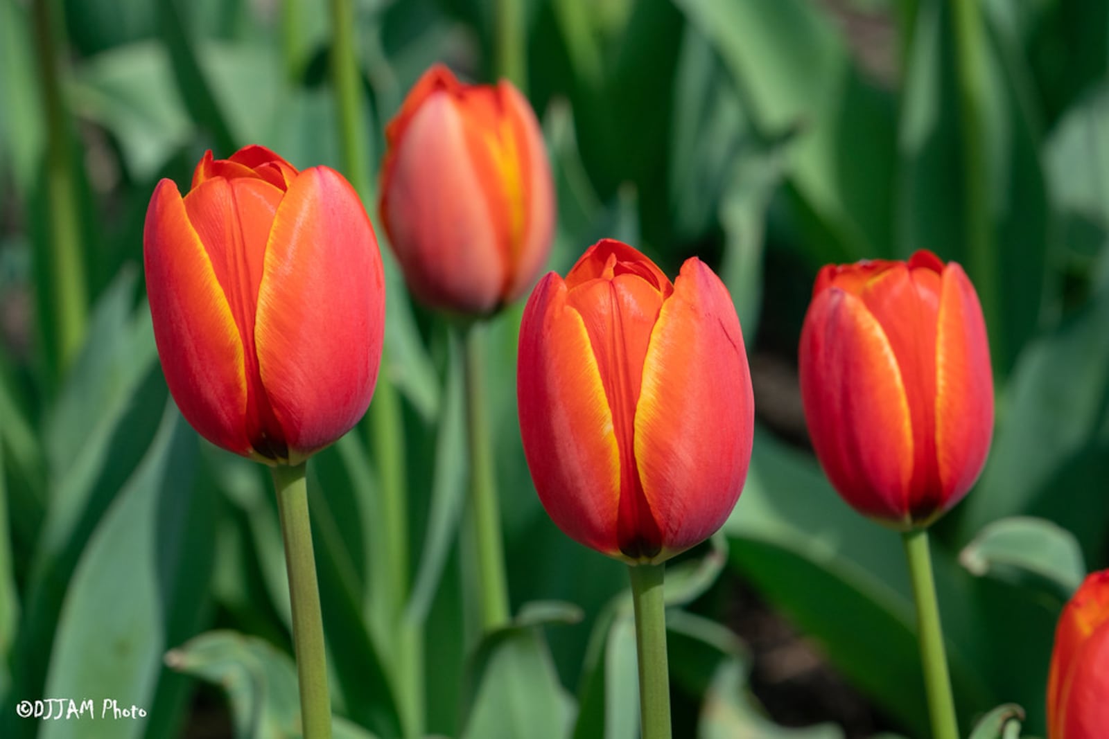 Zoo Blooms at Cincinnati Zoo & Botanical Garden will run through April 30. The annual display features more than 100,000 brightly colored tulips. CONTRIBUTED