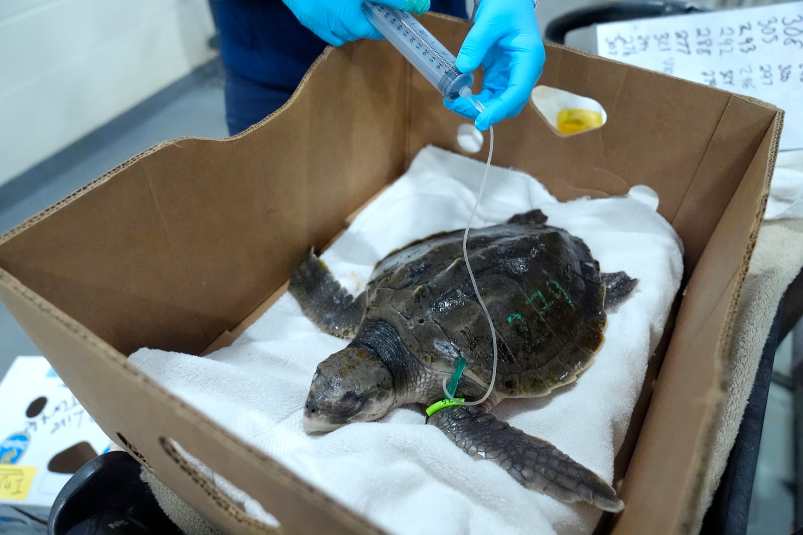 A Kemp's ridley sea turtle receives fluids from a syringe at a New England Aquarium marine animal rehabilitation facility in Quincy, Mass., Tuesday, Dec. 3, 2024. (AP Photo/Steven Senne)