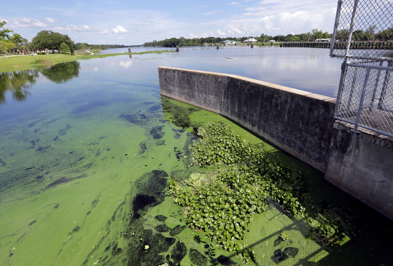 FILE - An algae bloom appears on the Caloosahatchee River at the W.P. Franklin Lock and Dam in Alva, Fla., on Thursday, July 12, 2018. (AP Photo/Lynne Sladky, File)