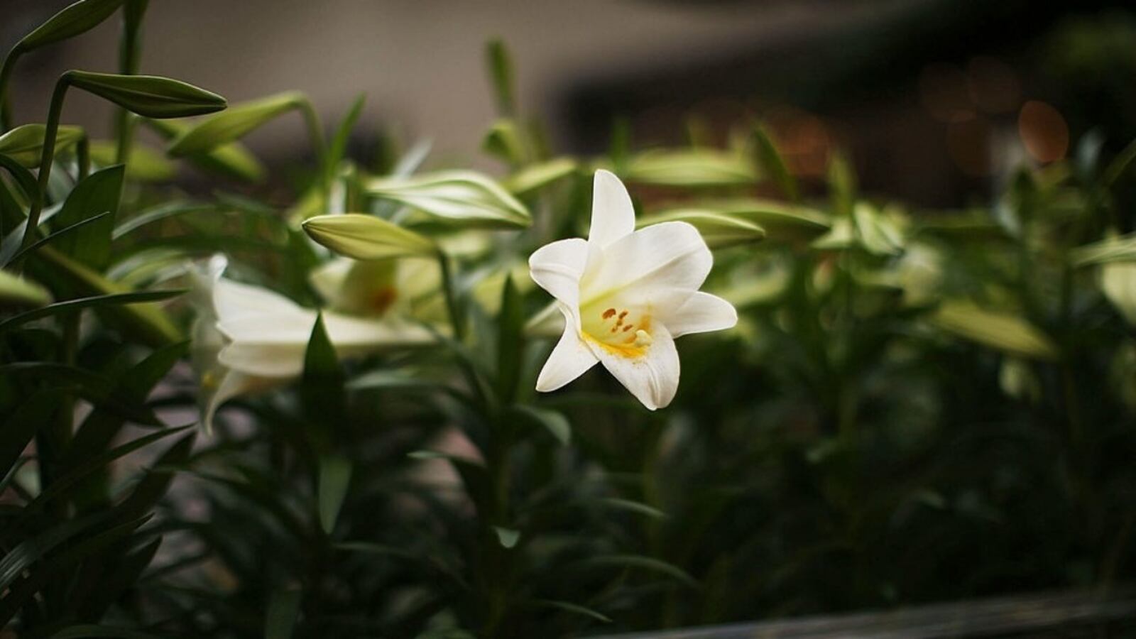 NEW YORK, NY - MARCH 28: A white Easter lilly sits in Rockefeller Center before the upcoming Easter holiday on March 28, 2013 in New York City. Workers planted thousands of lilies near the foot of a 12-foot tall Easter bunny topiary made of moss and ivy. Easter will be celebrated March, 31. (Photo by Spencer Platt/Getty Images)