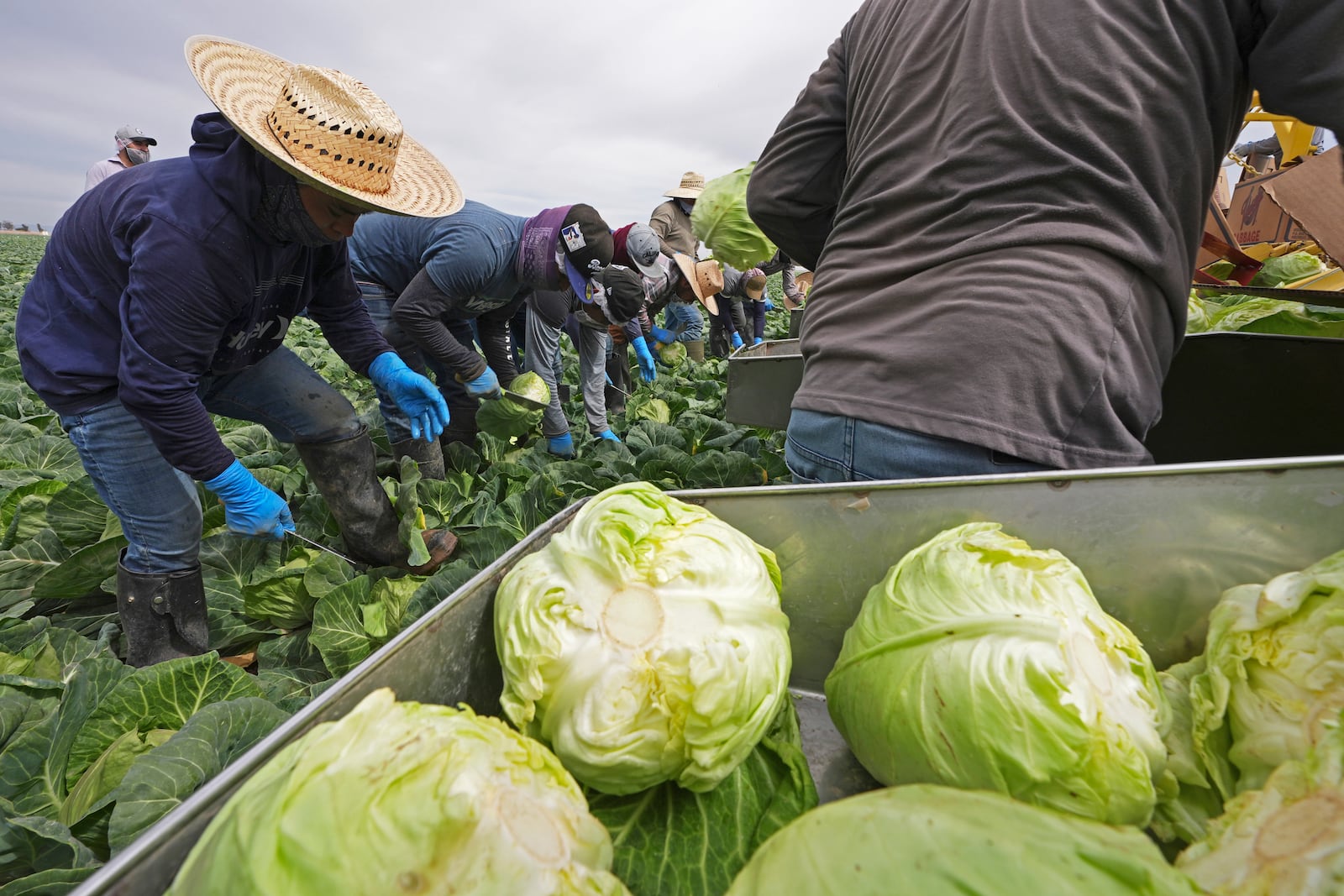 Workers harvest cabbage Wednesday, March 5, 2025, on a field less than ten miles from the border with Mexico, in Holtville, Calif. (AP Photo/Gregory Bull)