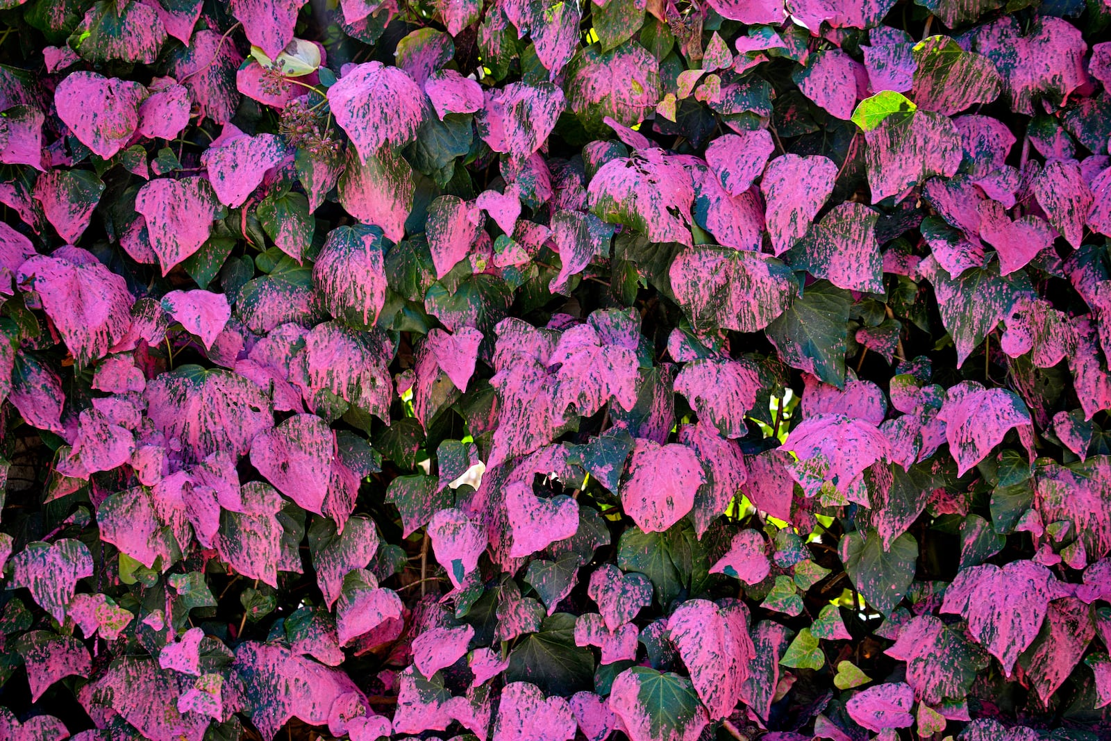 Fire retardant from crews battling the Palisades Fire coats a fence of ivy in Mandeville Canyon on Monday, Jan. 13, 2025, in Los Angeles. (AP Photo/Richard Vogel)