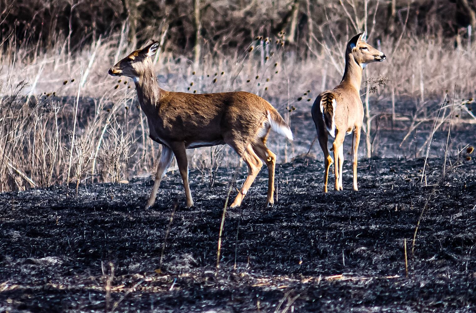 Controlled burns at Riverside Natural Area in Hamilton