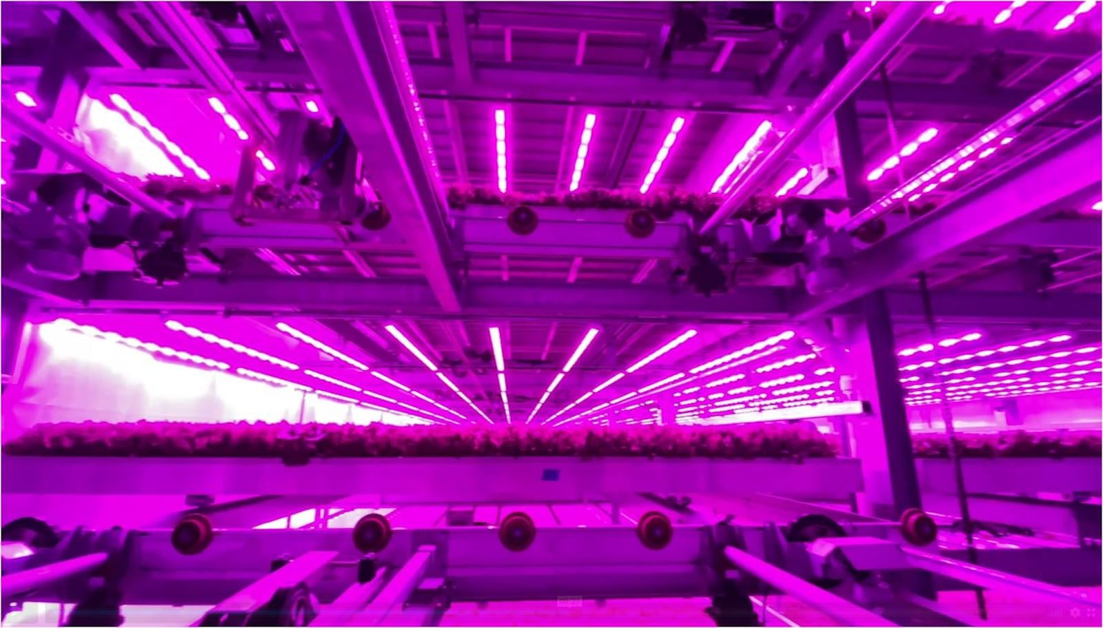 Layers of crops stacked over each other grow in purple light which is optimal for developing them at 80 Acres' completely indoor farm in Hamilton. PROVIDED