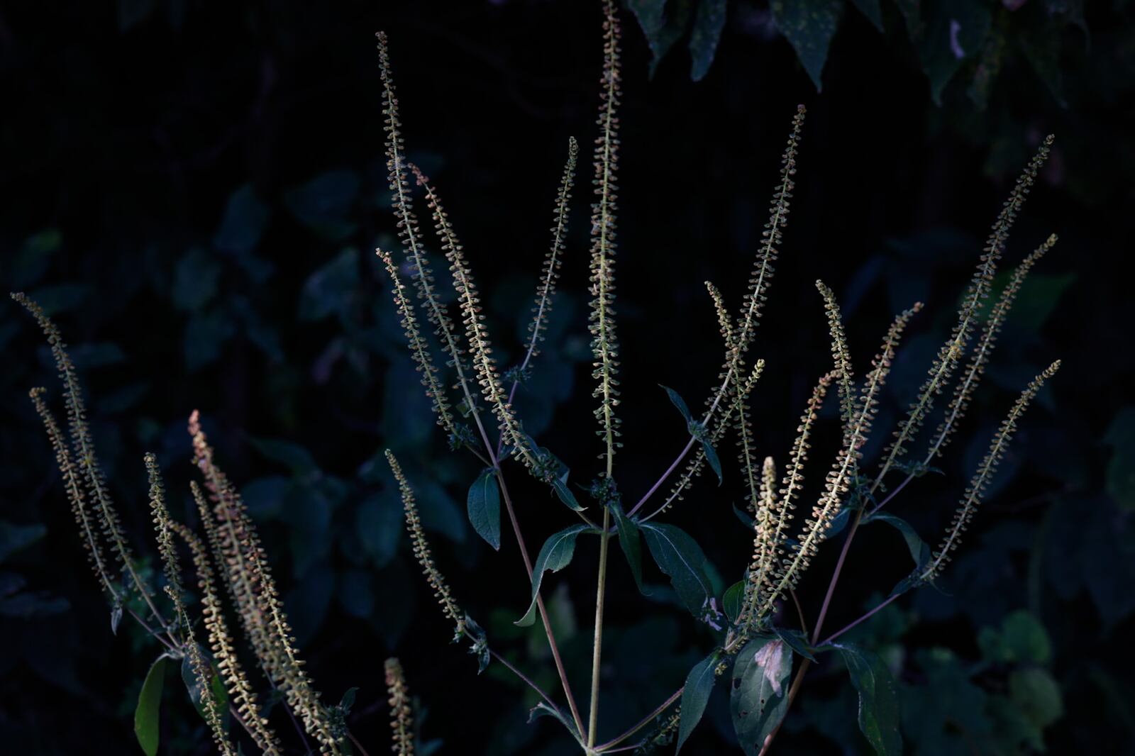 Weed pollen counts are "very high" right now, according to the Regional Air Pollution Control Agency. JIM NOELKER/STAFF