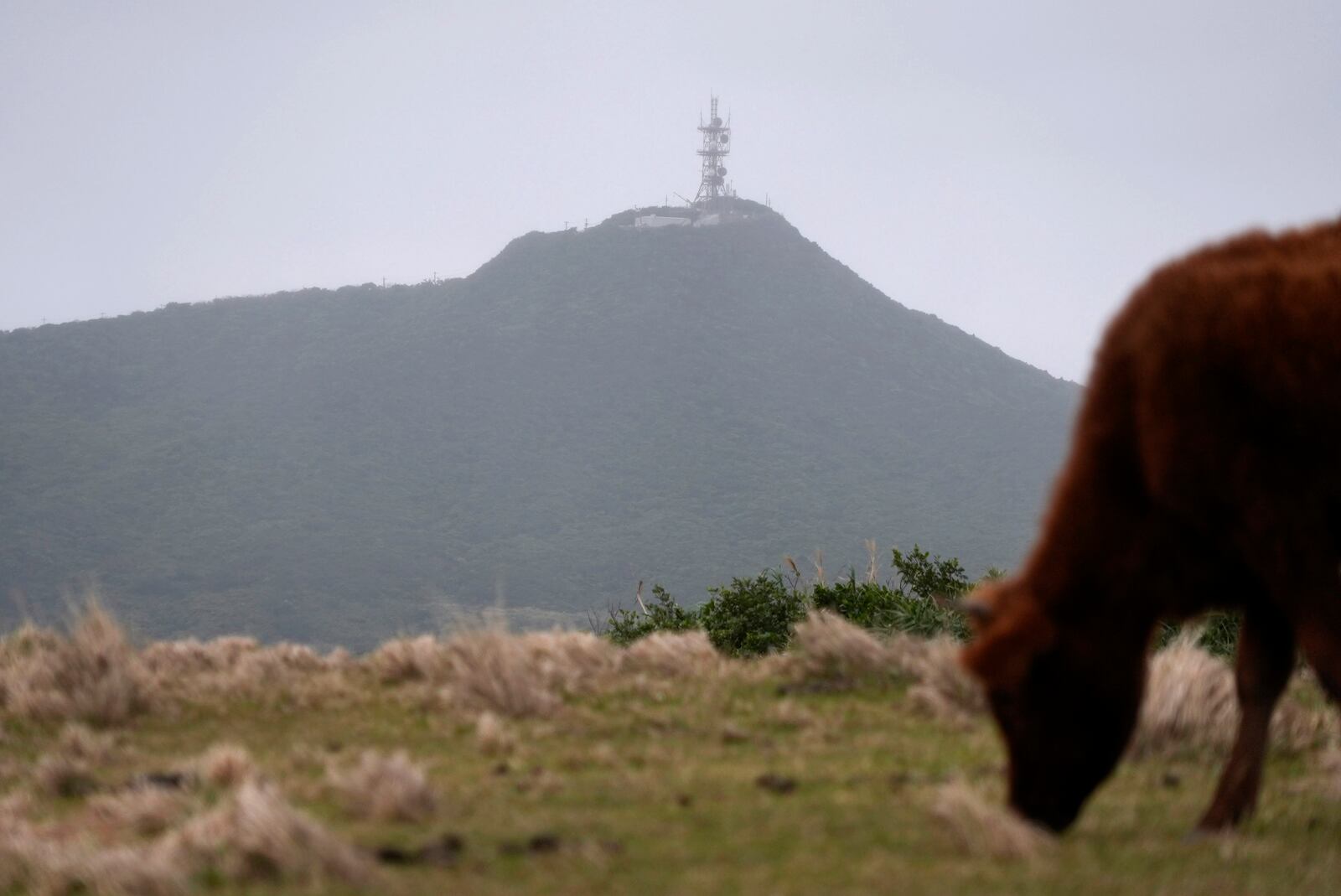 A radar facility is seen in a background of a field with grazing cattle on Yonaguni, a tiny island on Japan’s western frontier, Friday, Feb. 14, 2025. (AP Photo/Ayaka McGill)