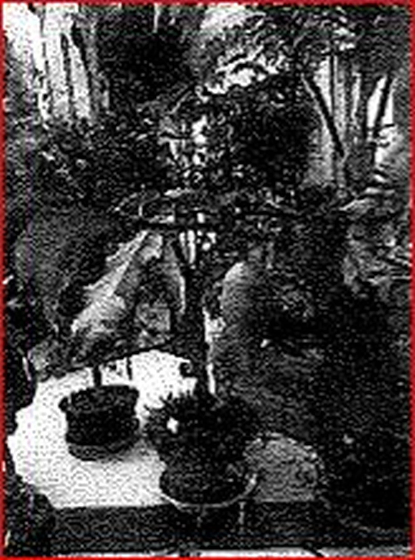 This is a photo of the Iboga tree that could lead to losses of jobs for three Miami University faculty. The image comes from a police report. PROVIDED