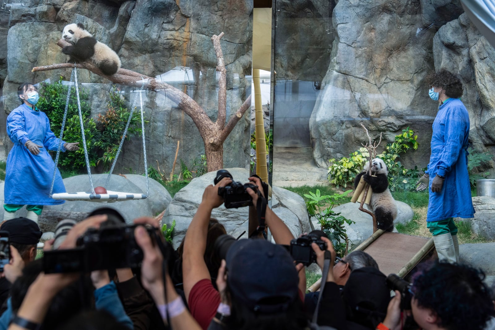 Hong Kong-born giant panda twin cubs make their debut appearance to media in Ocean Park during a greeting ceremony in Hong Kong, Saturday, Feb. 15, 2025. (AP Photo/Chan Long Hei)