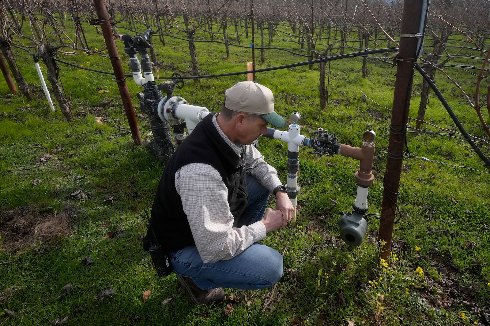 Tyler Klick, Partner/Viticulturist of Redwood Empire Vineyard Management, looks toward a Lumo smart irrigation valve in a Cabernet Sauvignon vineyard during an interview in Geyserville, Calif., Friday, Jan. 24, 2025. (AP Photo/Jeff Chiu)