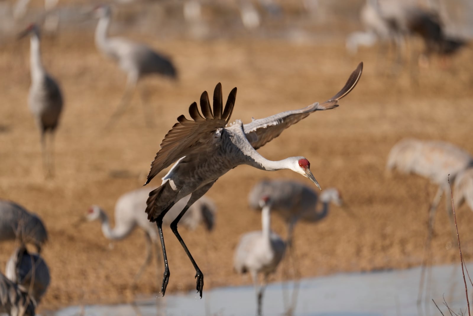 A sandhill crane is seen at the Wheeler National Wildlife Refuge, Monday, Jan. 13, 2025, in Decatur, Ala. (AP Photo/George Walker IV)