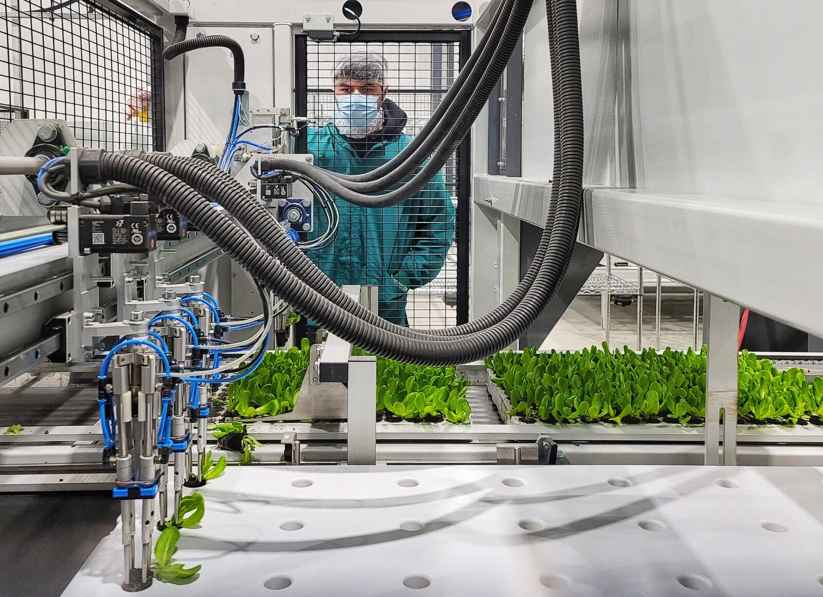 A machine on Wednesday transplanted seedlings to larger containers at 80 Acres Farms' indoor growing farm so the plants would have more room to grow. NICK GRAHAM/STAFF