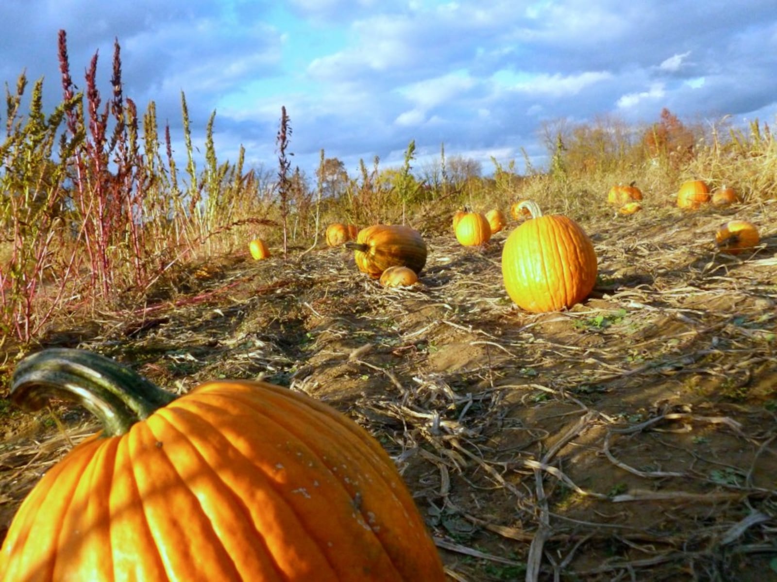 You can buy your pumpkins pre-picked on weekdays at Iron's Fruit Farm, or you can pick your own on weekends.  (Source: Facebook)