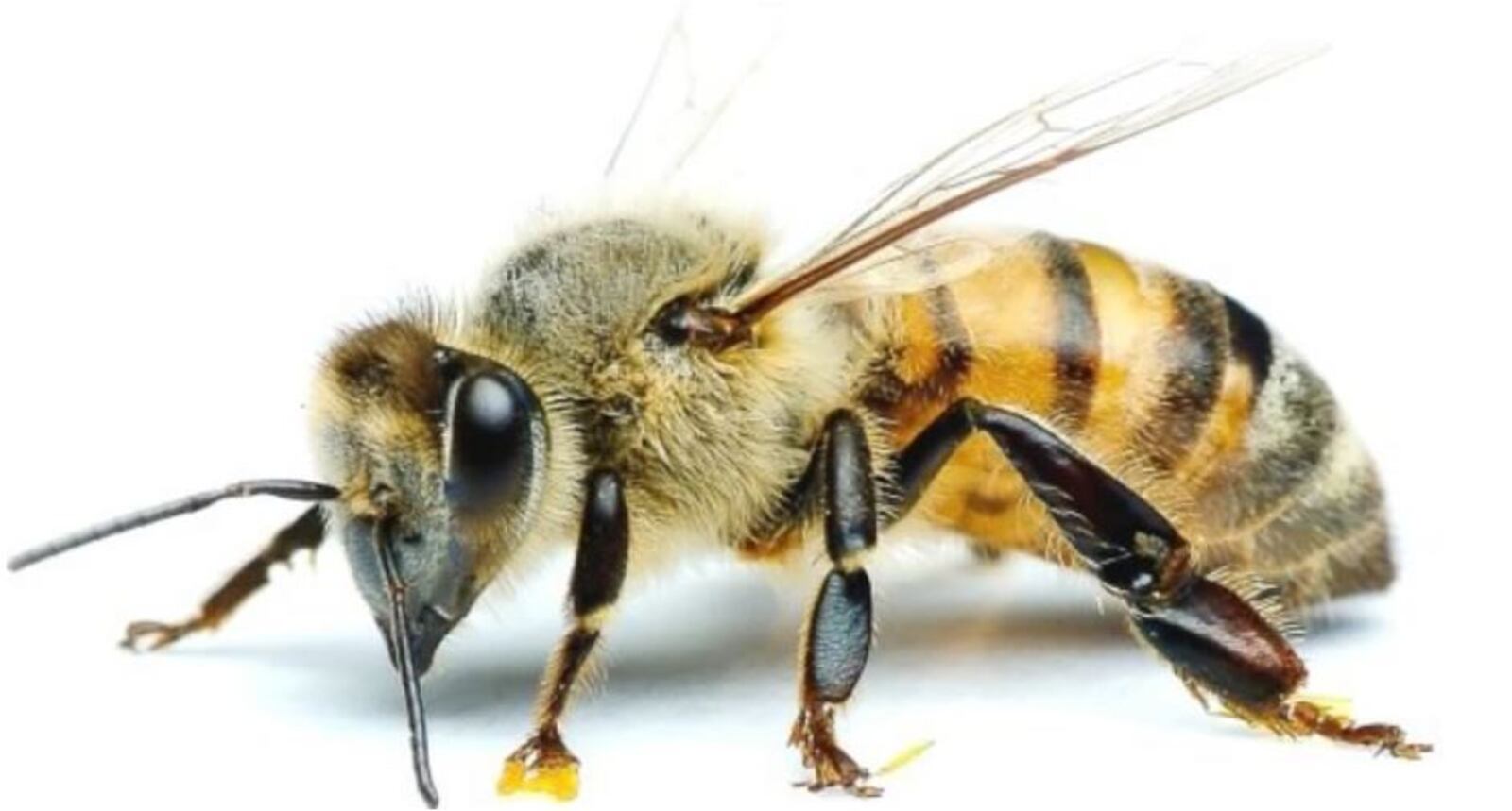 Honey bees are endangered, but Miami University professor Alexander Zomchek has hope for their future, thanks to advanced breeding techniques. PROVIDED