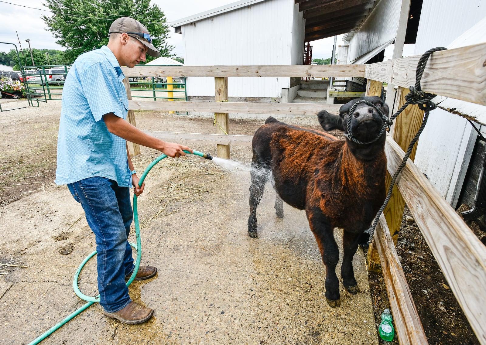 Peyton Weekley, 17, rinses off his feeder heifer at the Butler County Fair Monday, July 23 in Hamilton. NICK GRAHAM/STAFF