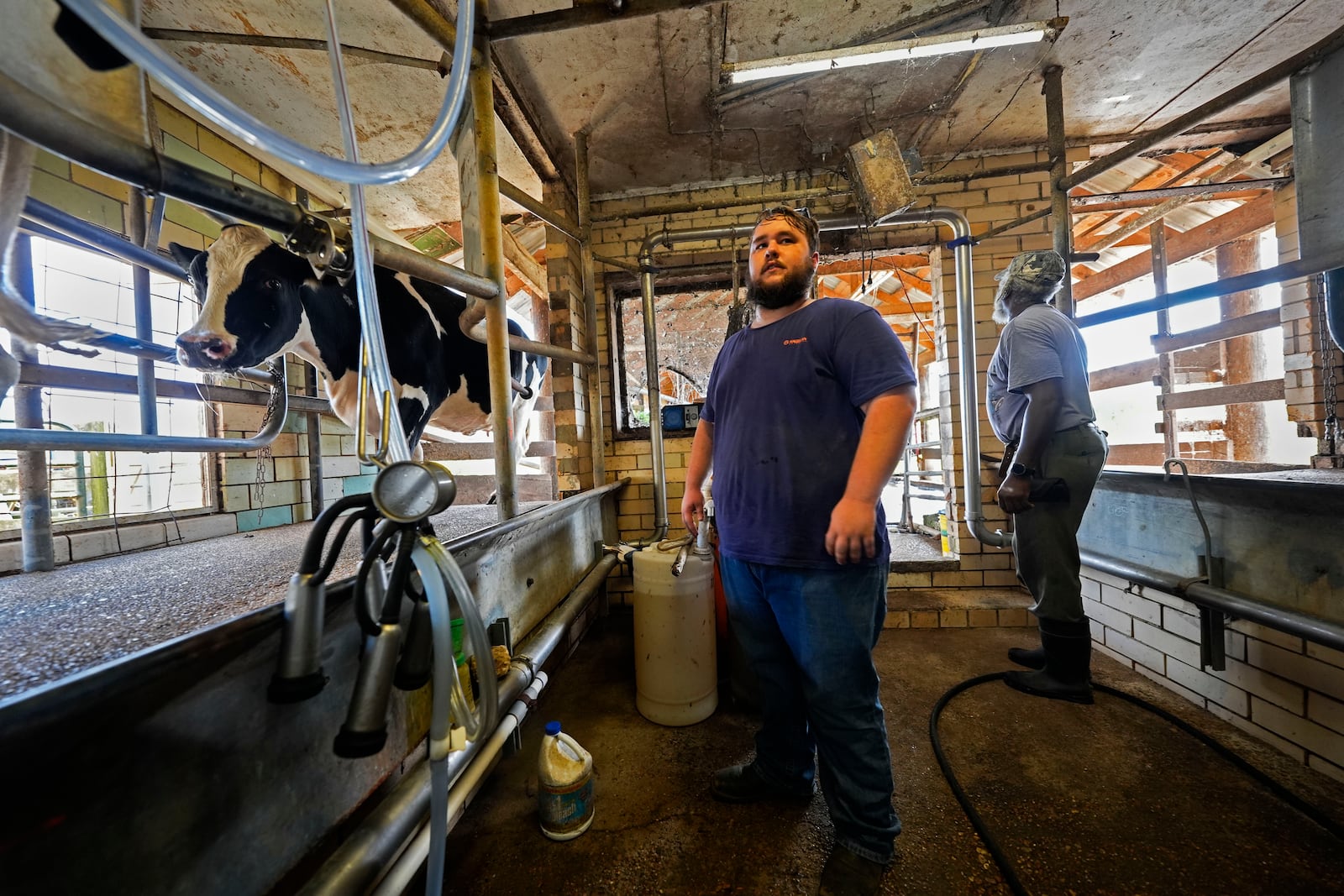 Hayden Ashley and David Lee Blackburn watch as cows enter for their 3:00 PM milking at the Jarrell Bros. Dairy Farm in Kentwood, La., Wednesday, Oct. 30, 2024. (AP Photo/Gerald Herbert)