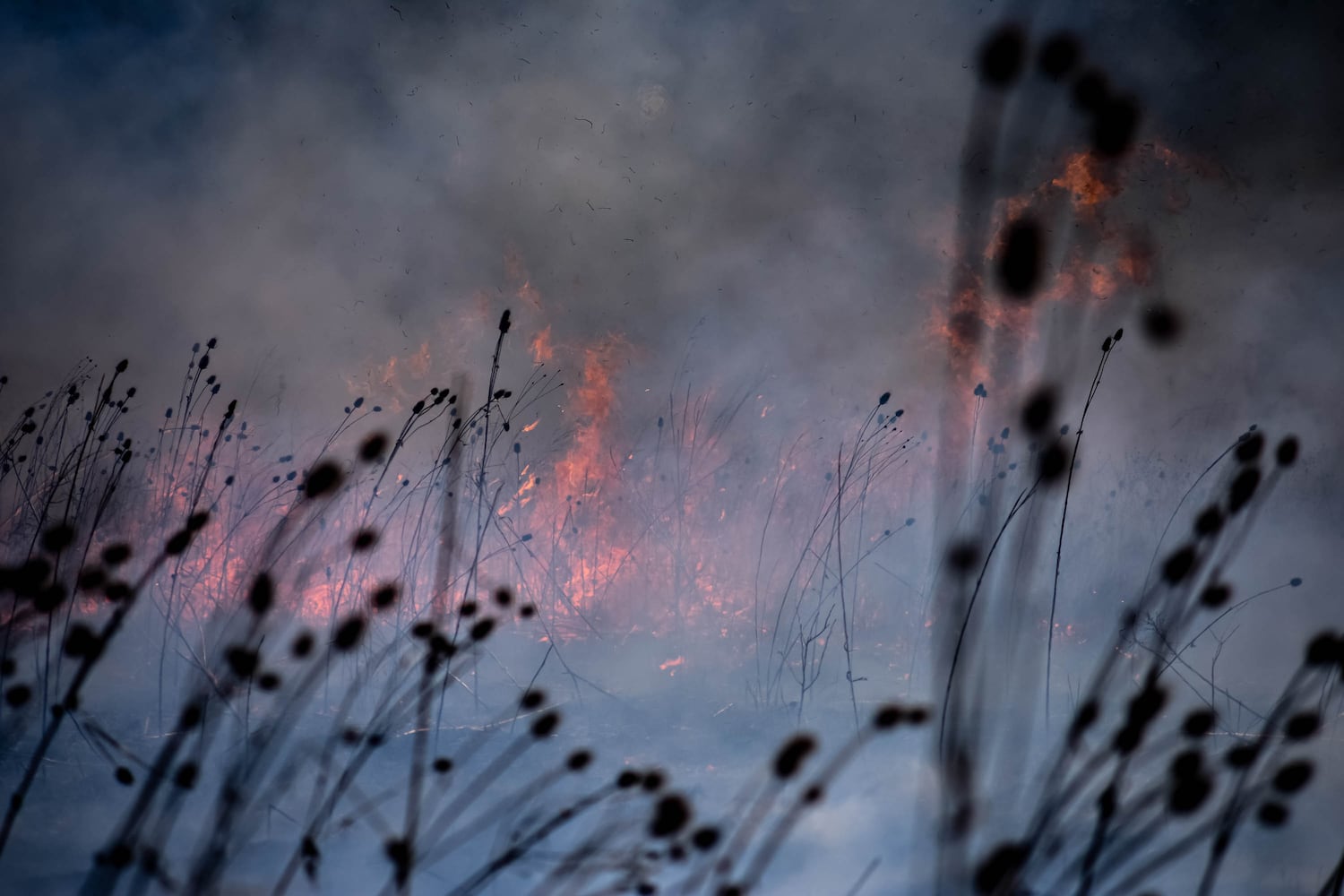 Controlled burns at Riverside Natural Area in Hamilton