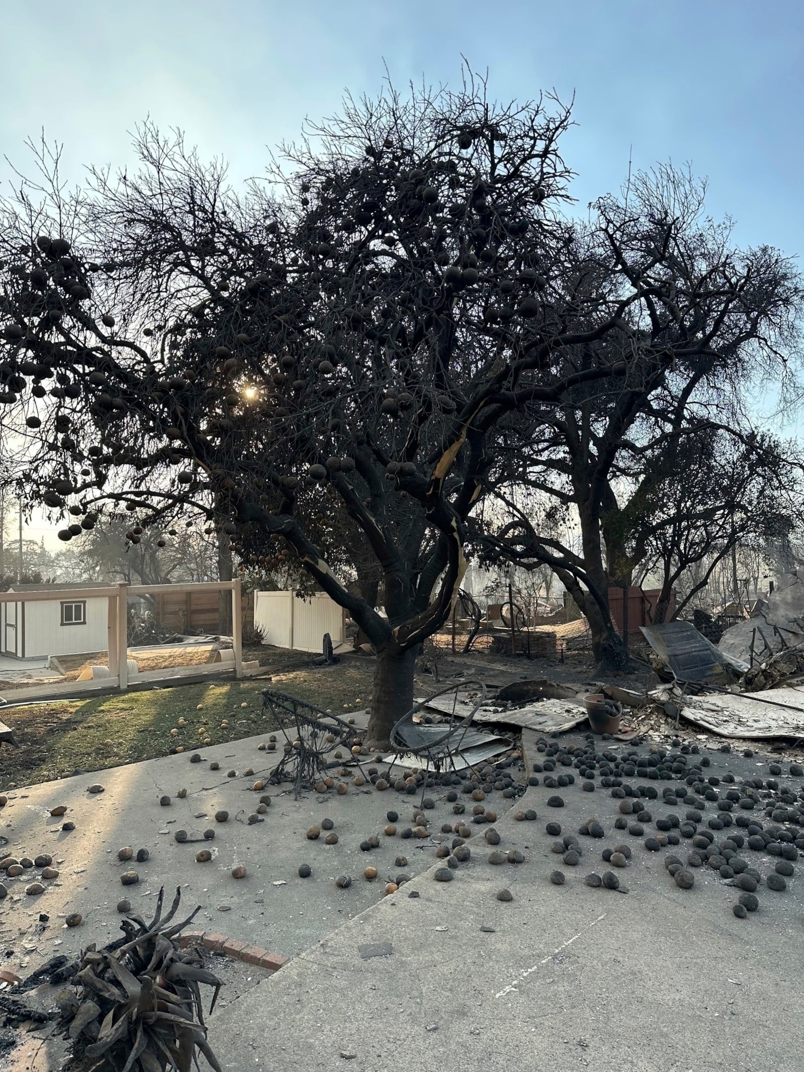 This photo provided by Darin Bresnitz shows a charred grapefruit tree in the yard of him and his wife, Anna Yeager, after a fire swept through their Altadena, Calif., neighborhood. (Darin Bresnitz via AP)