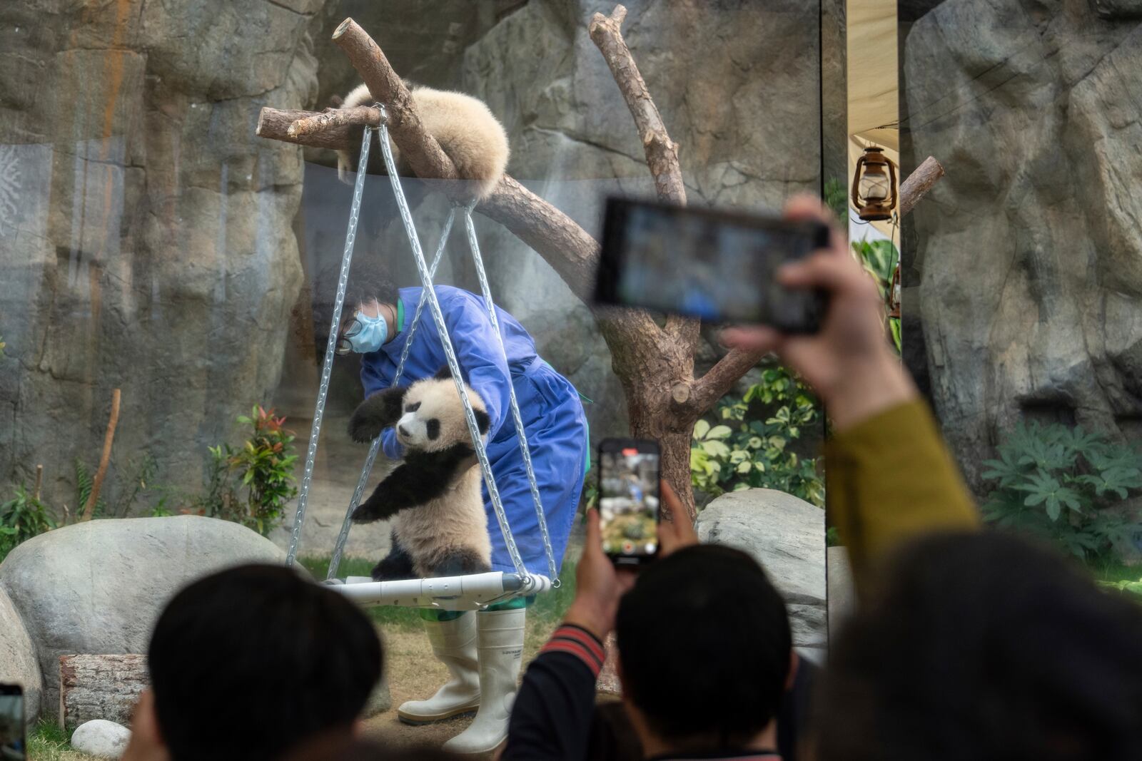 Hong Kong-born giant panda twin cubs make their debut appearance to public in Ocean Park in Hong Kong, Sunday, Feb. 16, 2025. (AP Photo/Chan Long Hei)