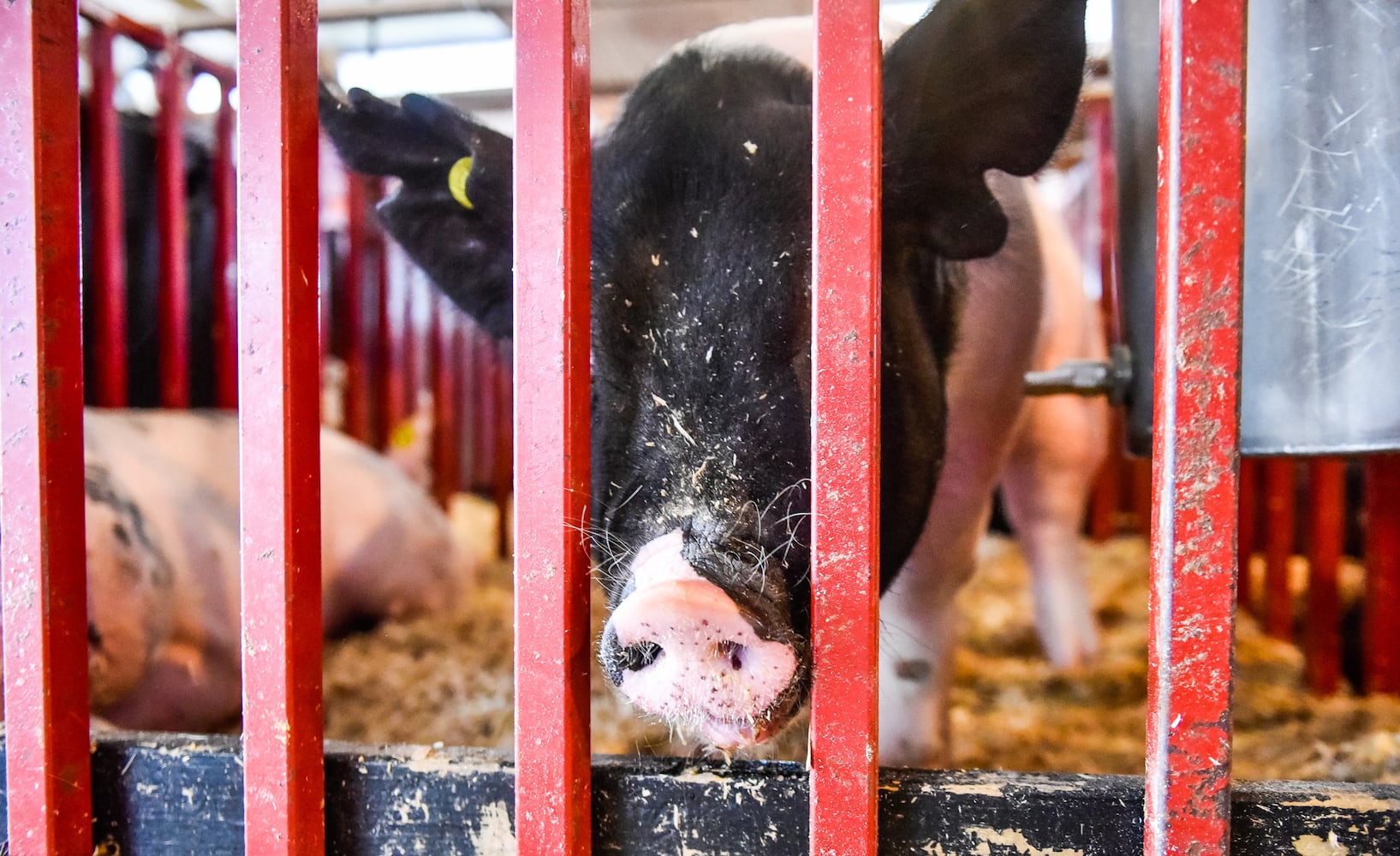 Scenes from the Butler County Fair 2019