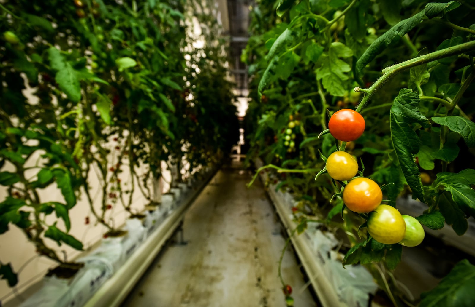 80 Acres Farms is now producing tomatoes in downtown Hamilton. They purchased the former Miami Motor Car Co. building on S. 2nd Street in February 2017 and have renovated it to create an indoor farm facility. NICK GRAHAM/STAFF