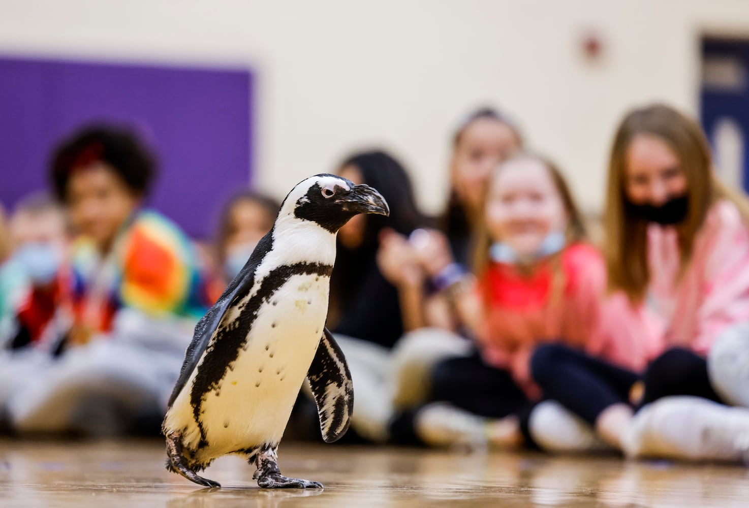 030122 penguin at Creekview elementary