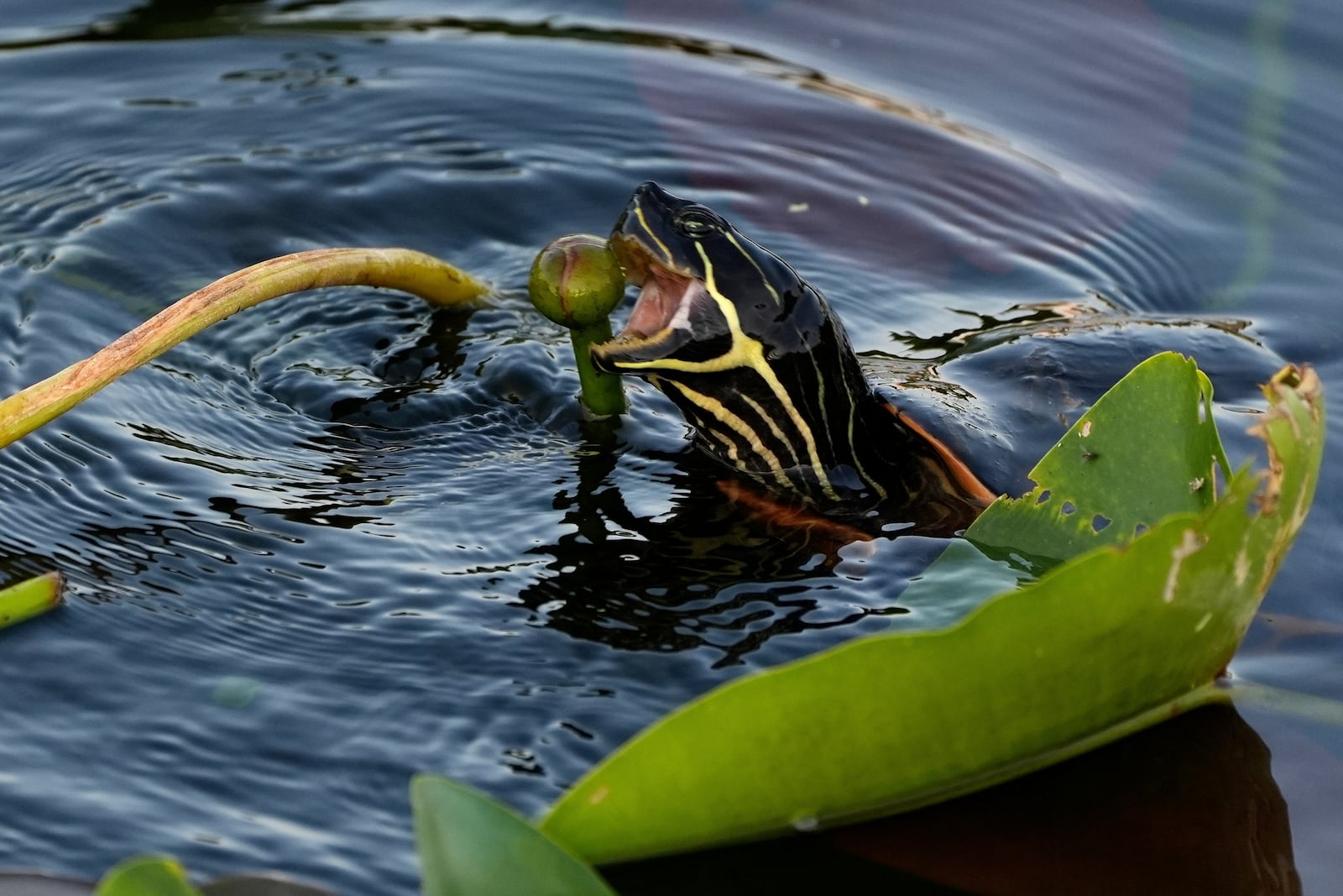 A Florida red-bellied cooter eats a spatterdock bud in Florida's Everglades National Park, Friday, May 17, 2024. (AP Photo/Rebecca Blackwell)