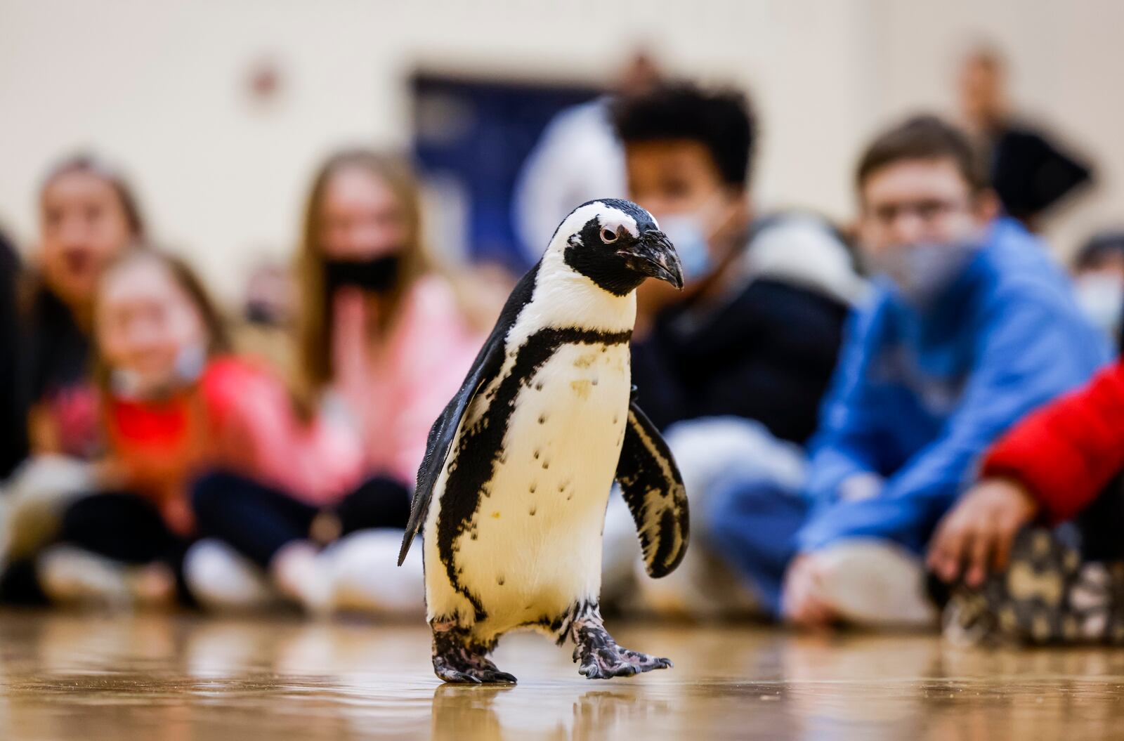 Wave Foundation at Newport Aquarium visited Creekview Elementary School with their African penguin, Paula, Tuesday, March 1, 2022 in Middletown. The event was sponsored by Matt King and Stephen Hightower II. NICK GRAHAM/STAFF