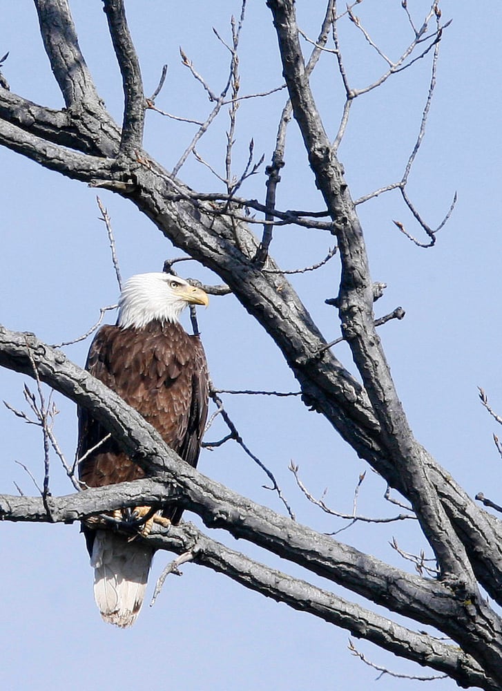 Bald Eagles in Butler County