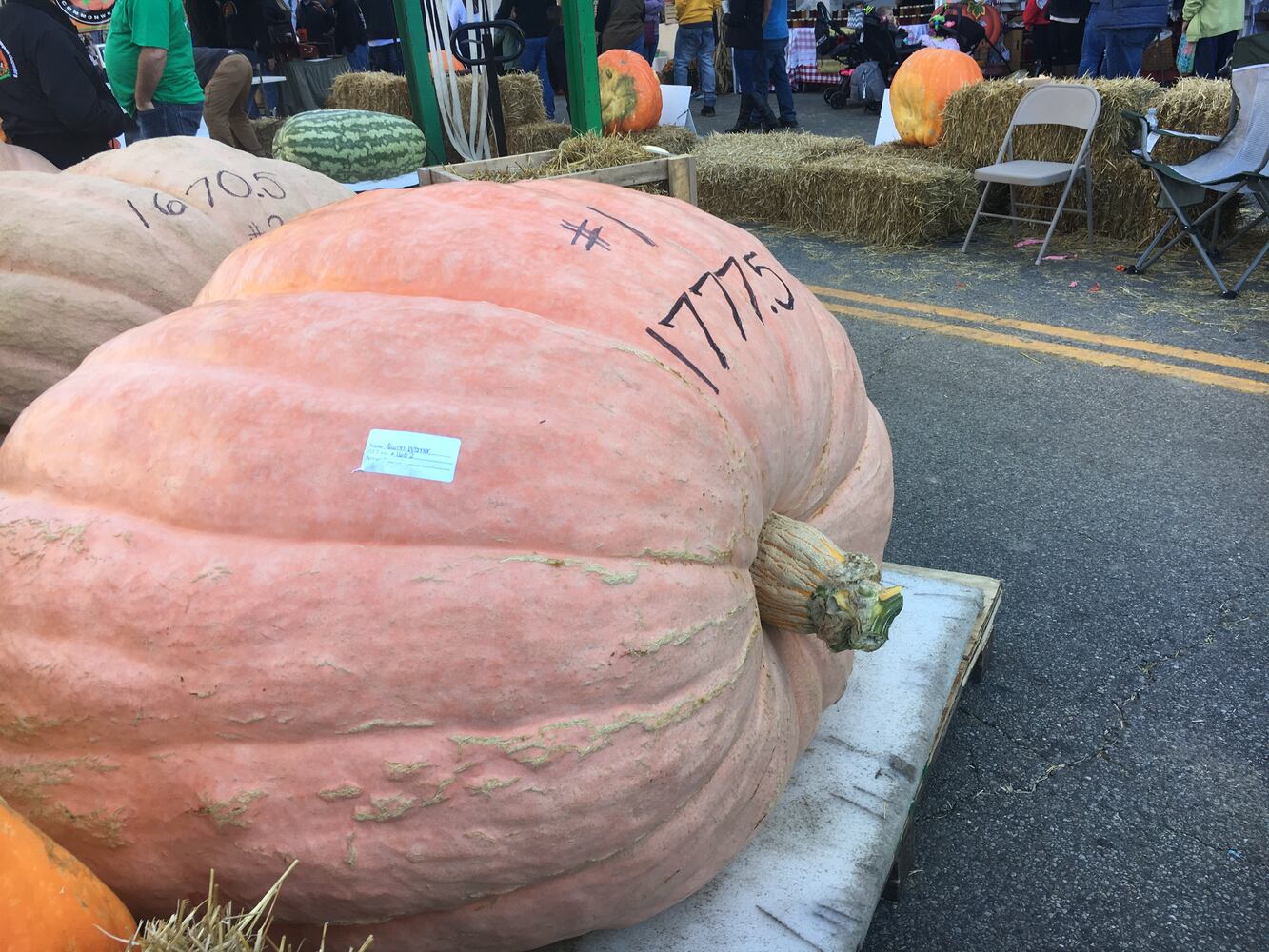 Operation Pumpkin 2019