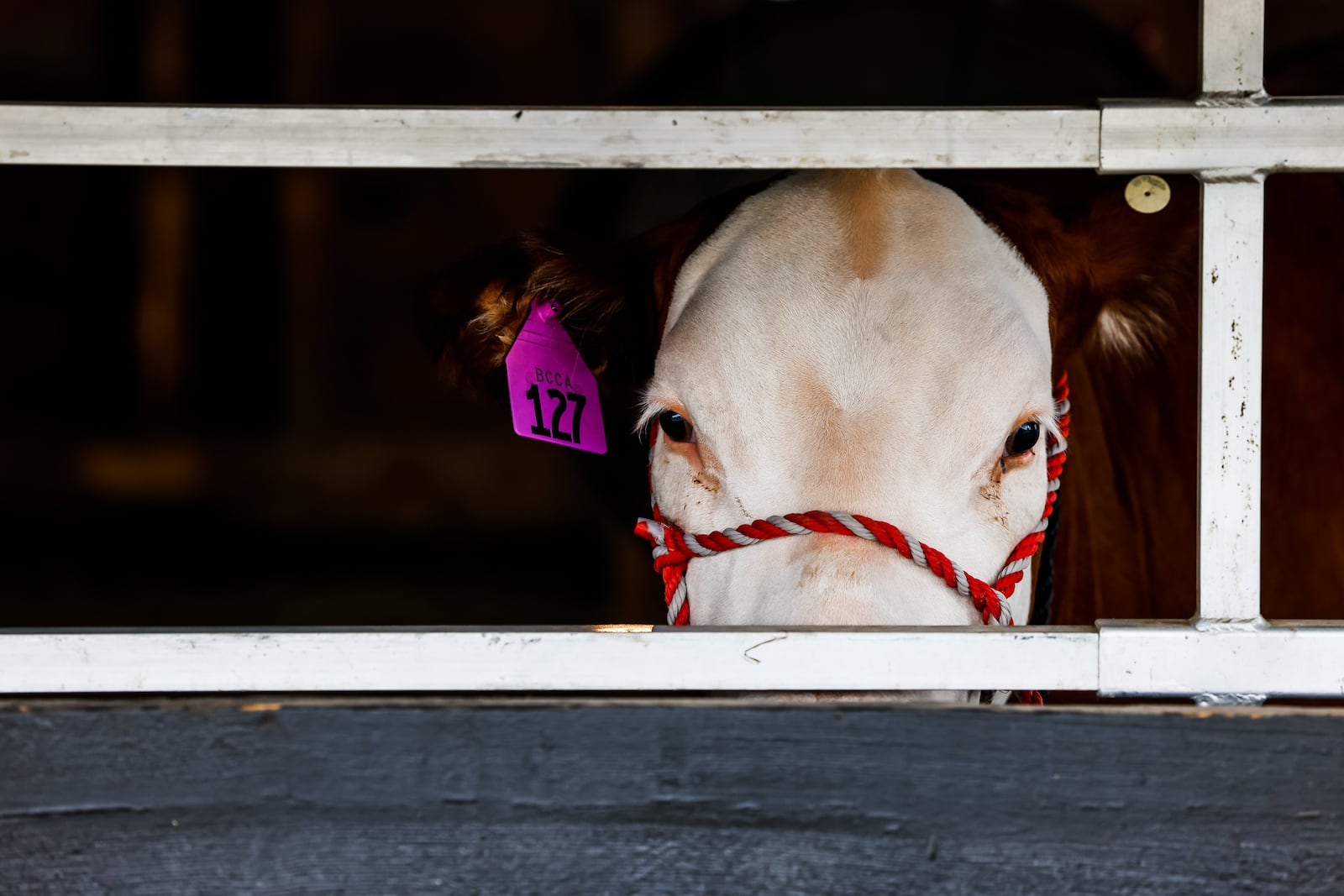 Scenes from the Butler County Fair Thursday, July 29, 2021, in Hamilton. NICK GRAHAM / STAFF