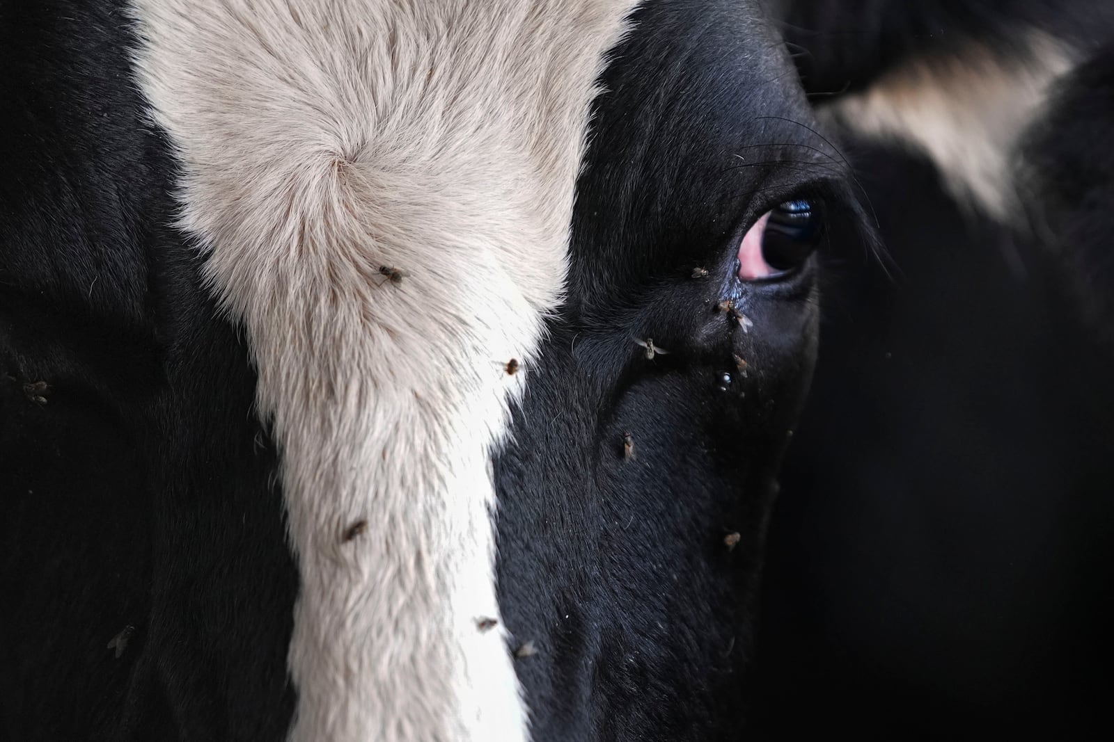 Cows wait their turn for their 3:00 PM milking at the Jarrell Bros. Dairy Farm in Kentwood, La., Wednesday, Oct. 30, 2024. (AP Photo/Gerald Herbert)