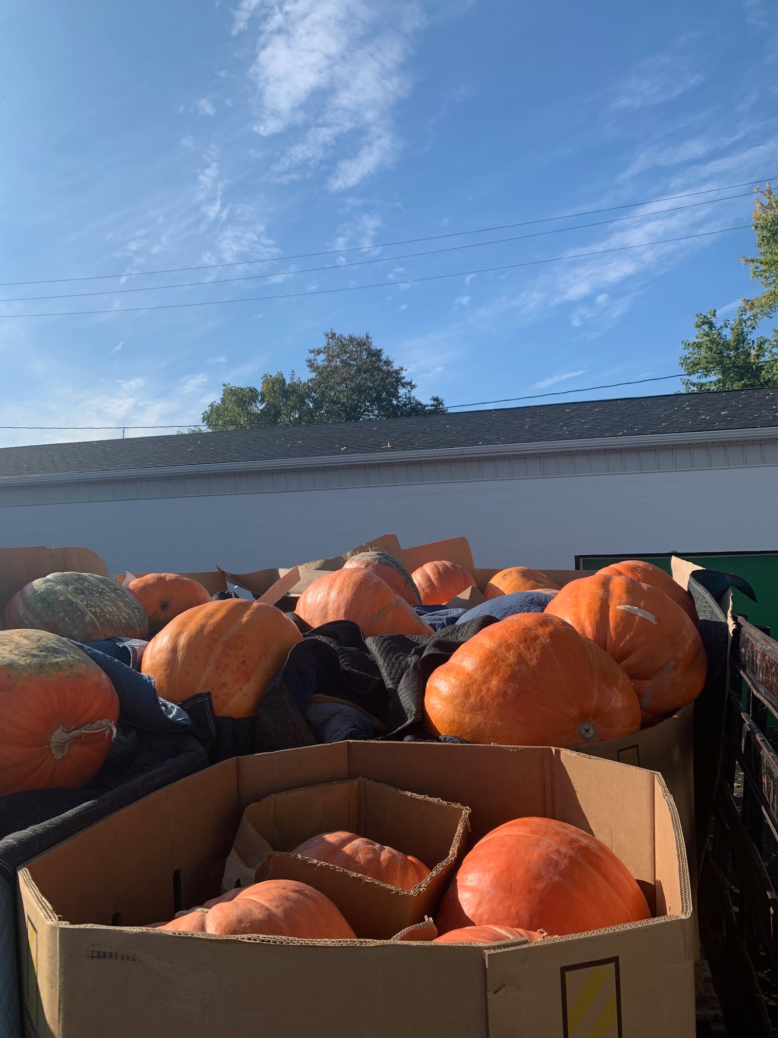 These pumpkins awaited transportation so they could be decorated for Operation Pumpkin. PROVIDED