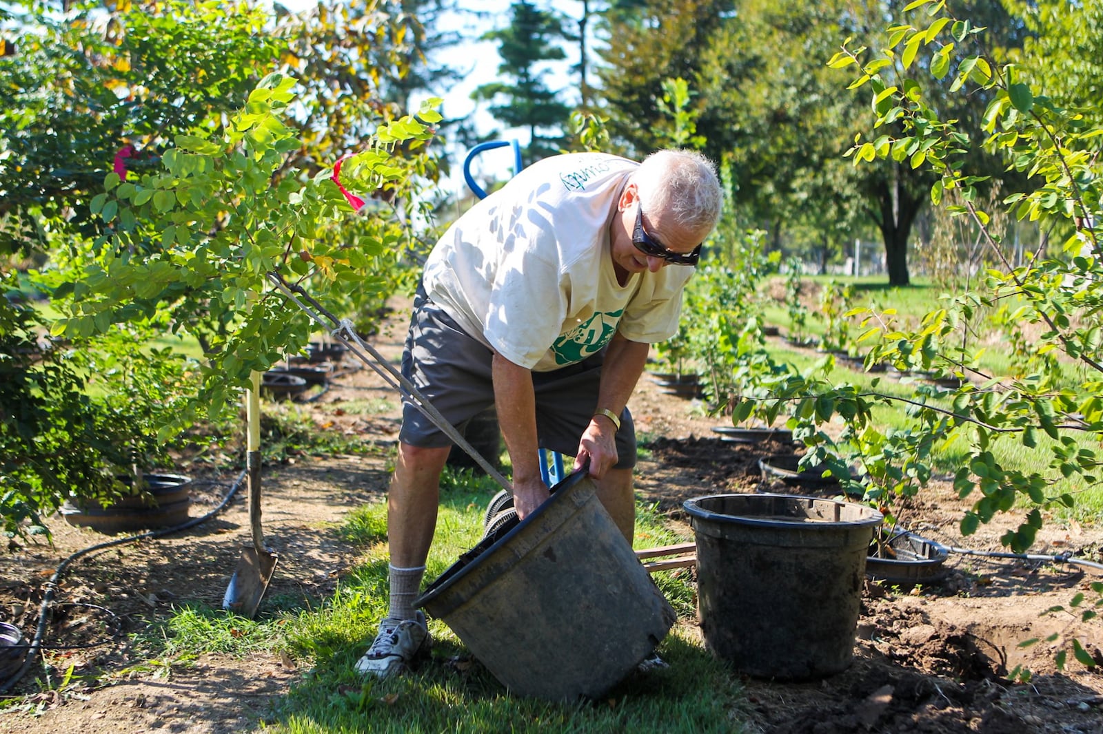 Master Gardener John Moser, prepares a Kentucky Coffee tree at their nursery for its move to Crawford Woods, where an arboretum is being reestablished. Staff photo by Greg Lynch